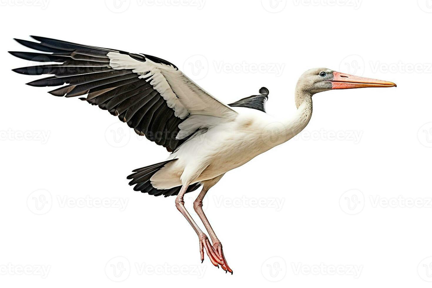White stork isolated on white background photo