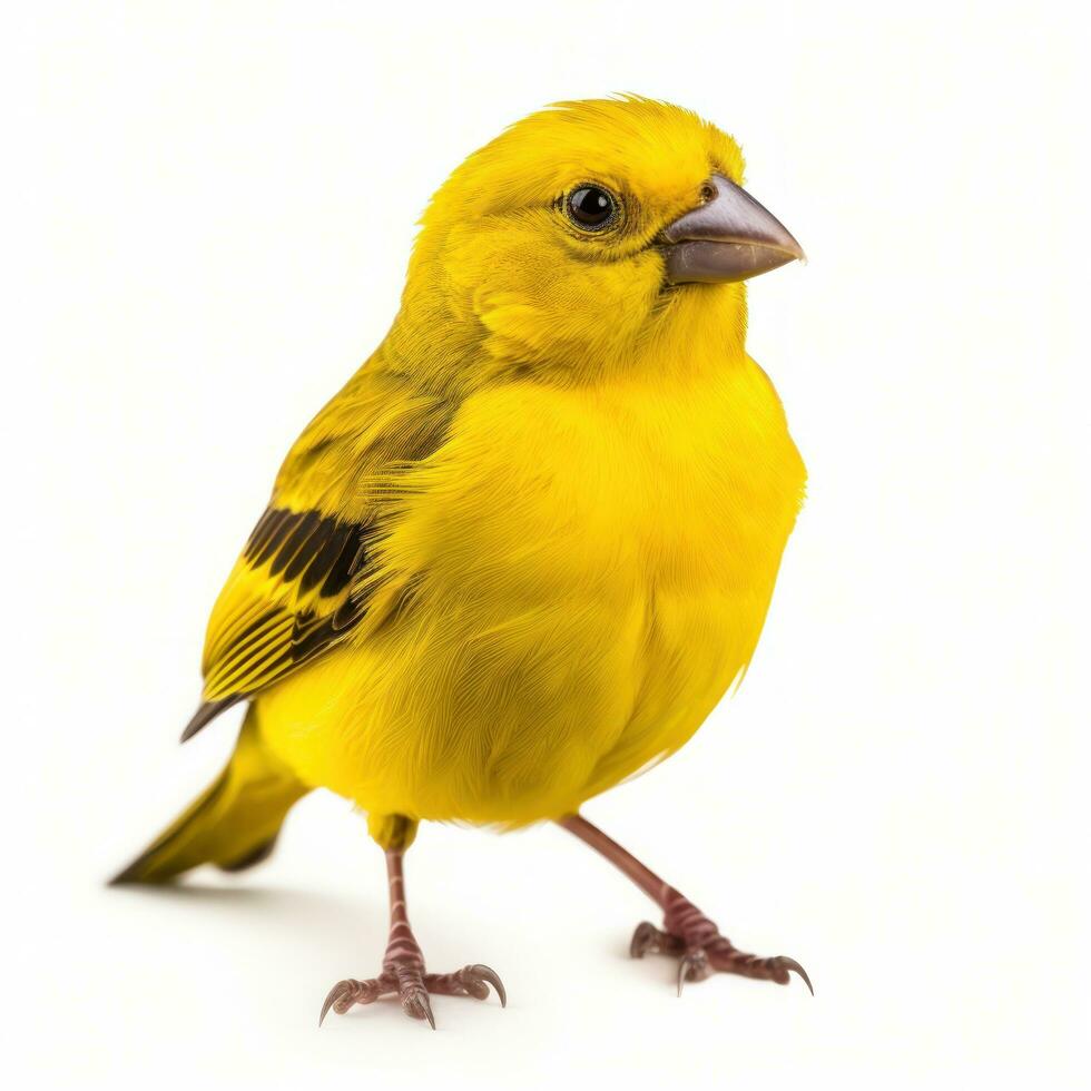 Yellow canary bird isolated photo