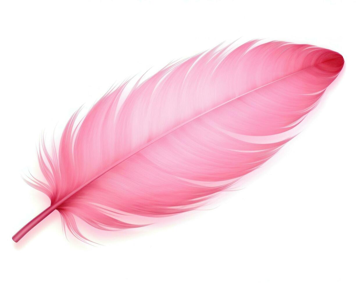 Pink feather isolated photo