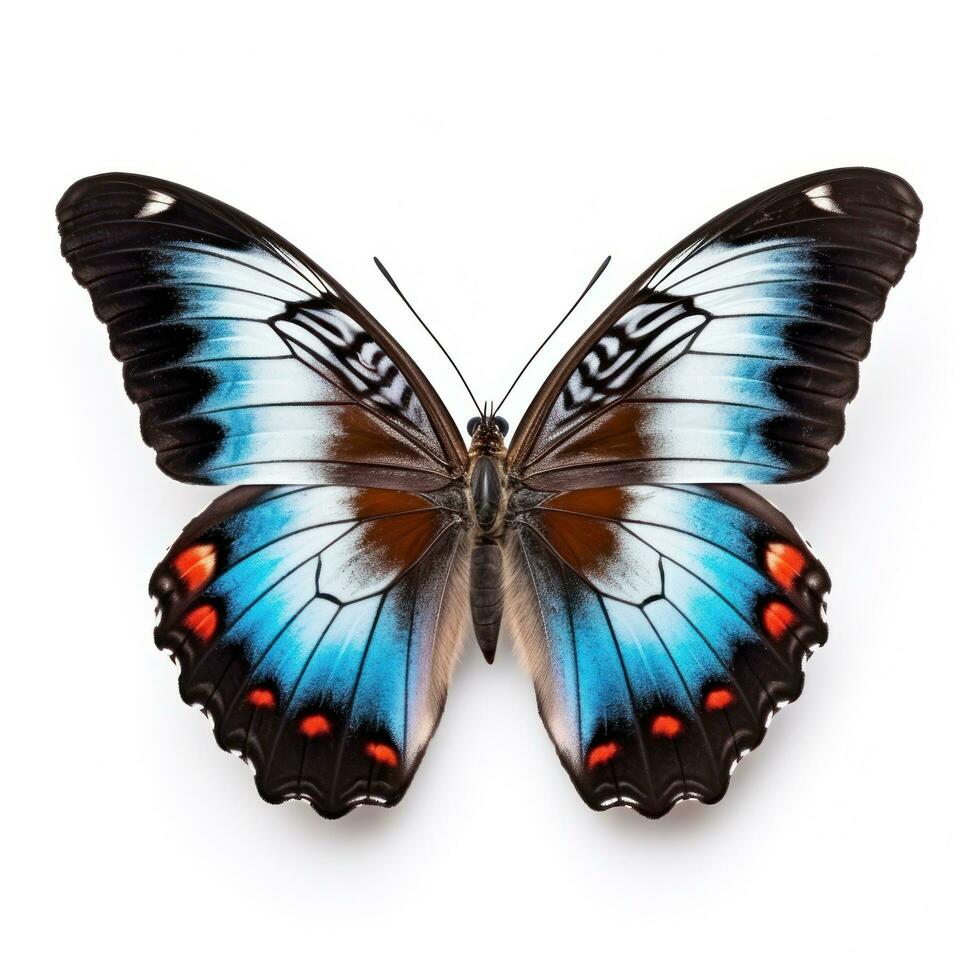 Beautiful butterfly isolated photo