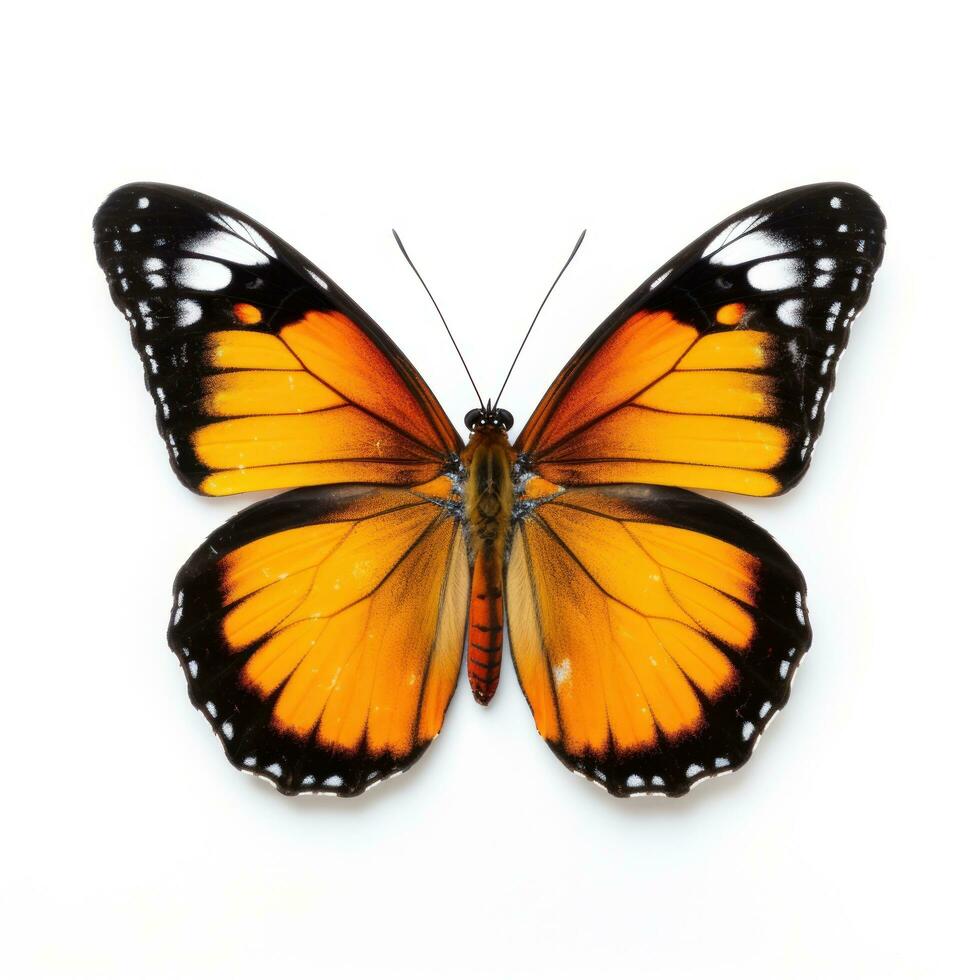 Beautiful butterfly isolated photo