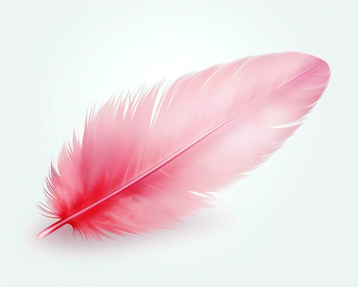 Pink feather isolated photo