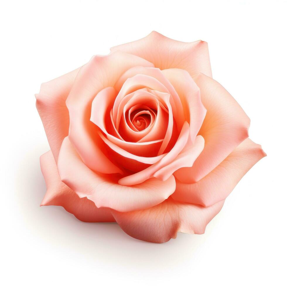 Pink rose flower isolated photo