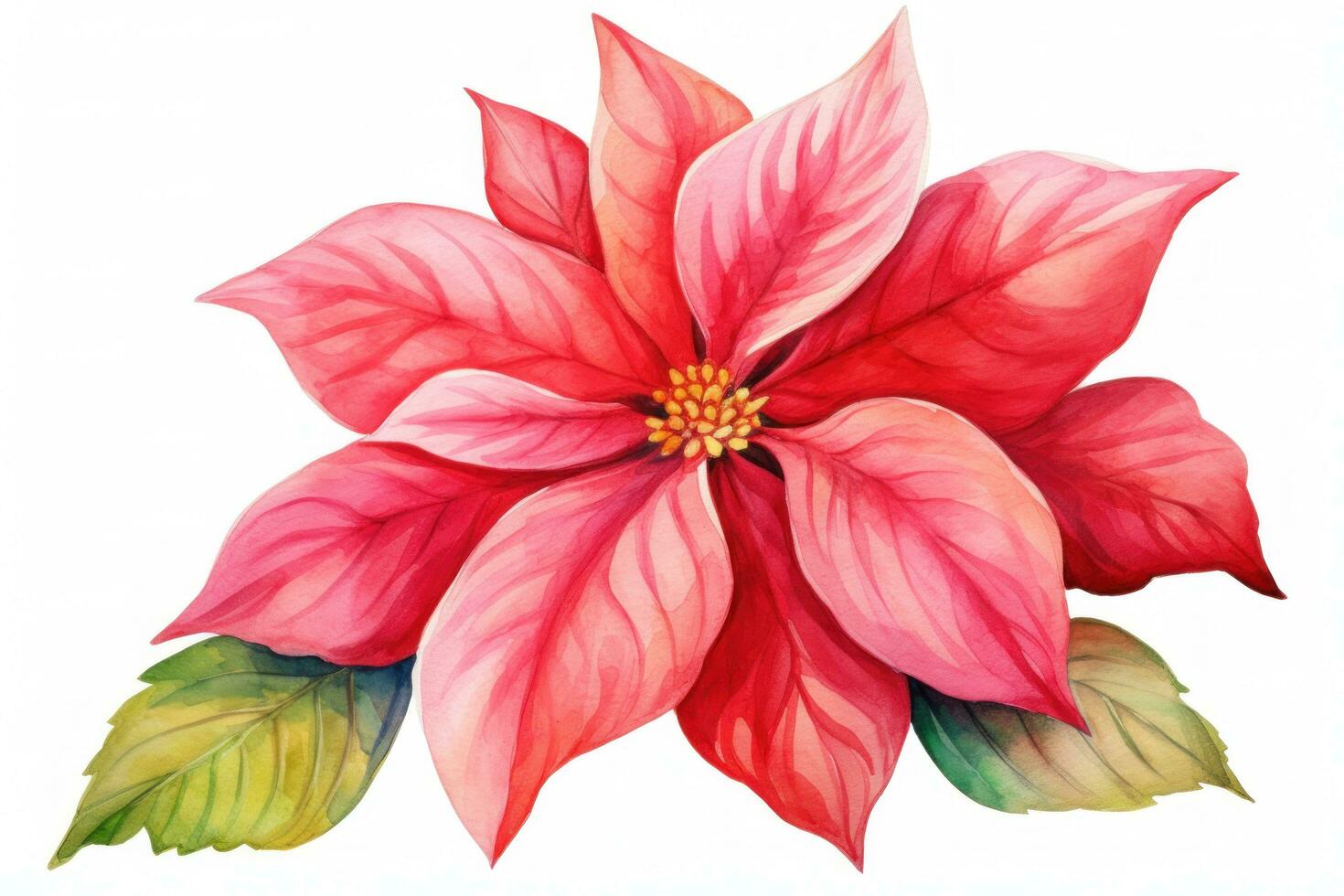 Watercolor Christmas flower poinsettia isolated photo