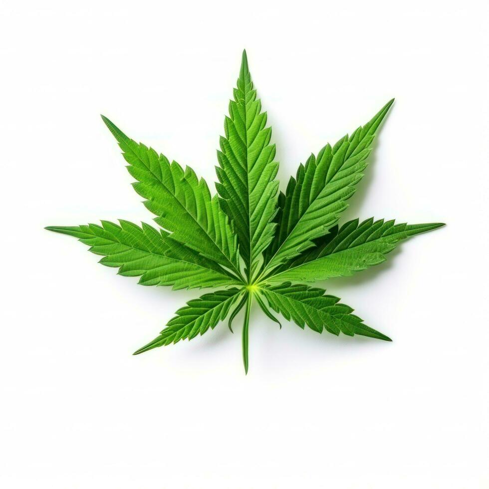 Green cannabis leaf isolated photo
