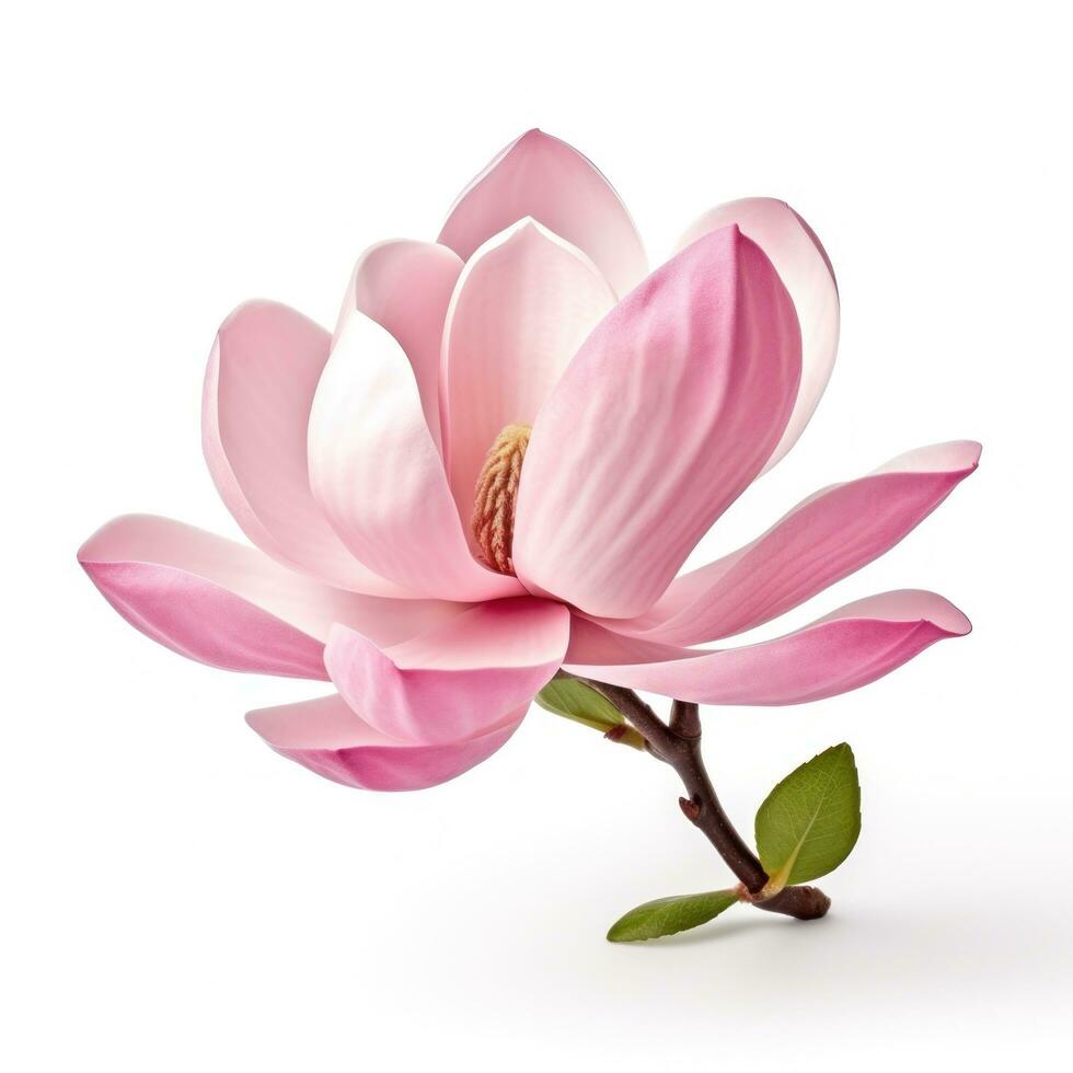 Pink magnolia flower isolated photo