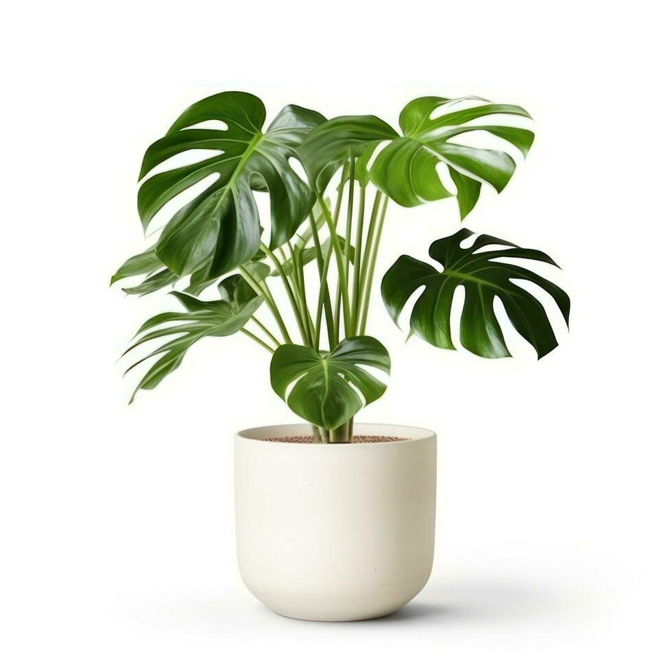 Monstera plant in white pot isolated photo