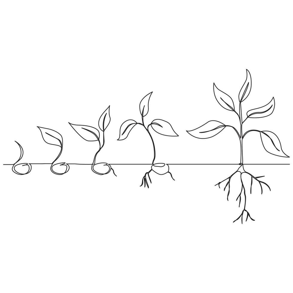 Single line Plant growth processing from seed illustration vector