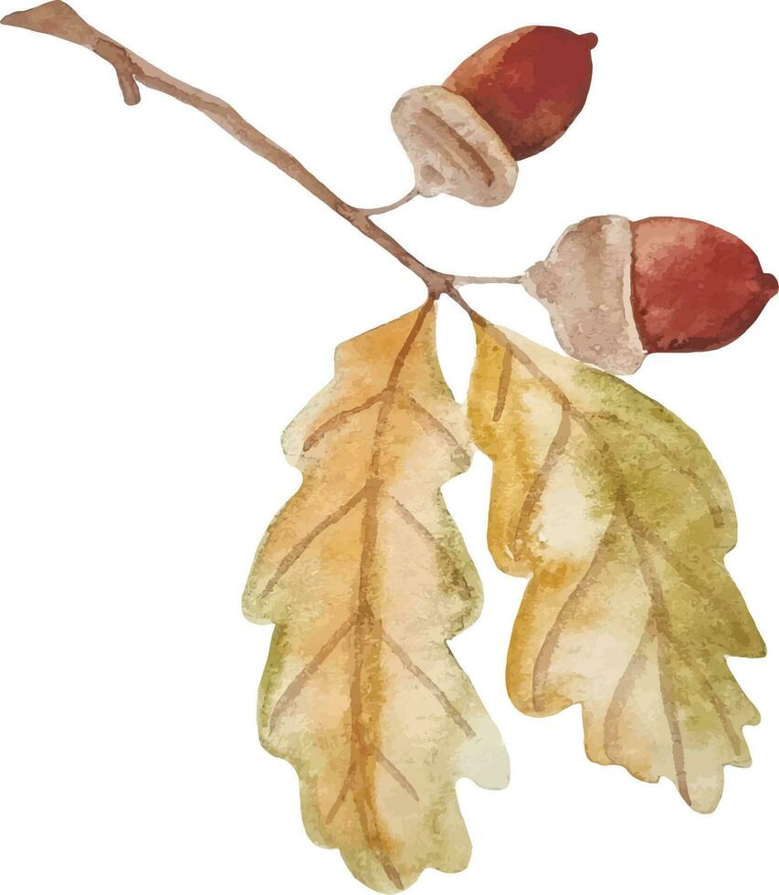 Watercolor hand drawn autumn oak branch with acorns clipart isolated on white background vector