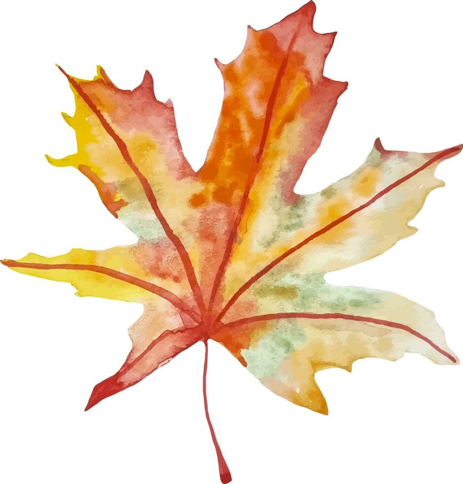 Watercolor maple autumn leaf hand drawn isolated clipart vector