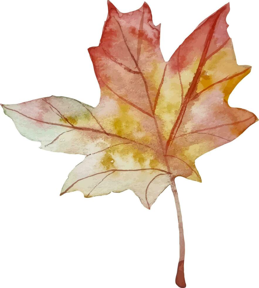 Watercolor maple autumn leaf hand drawn isolated seasonal clipart vector