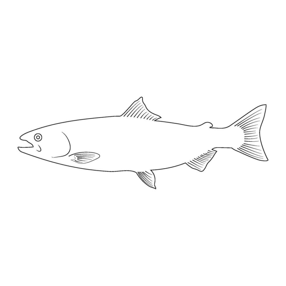 salmon fish icon vector