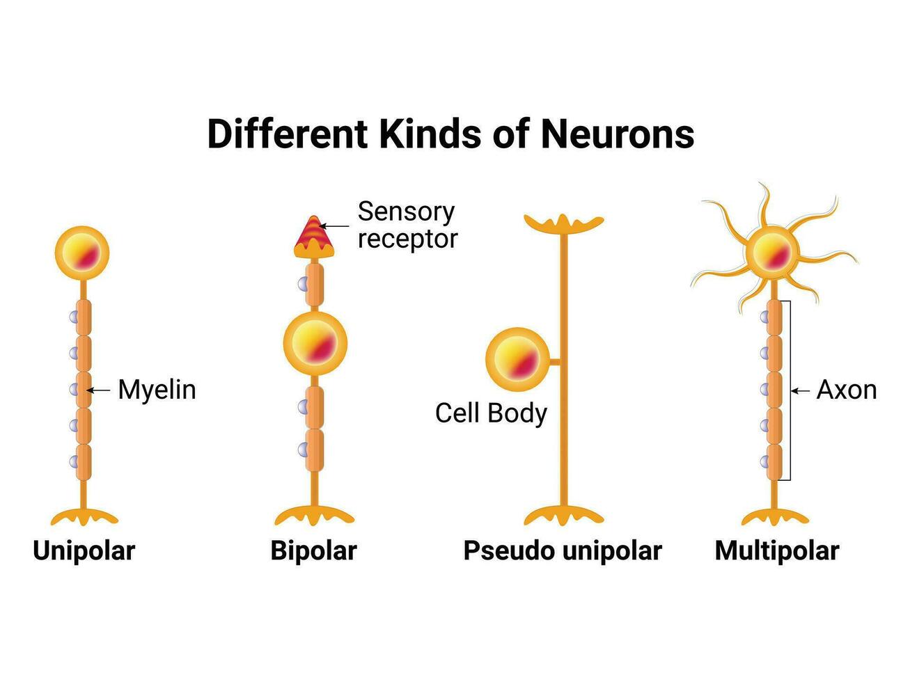 Different Kinds of Neurons Science Design Vector Illustration