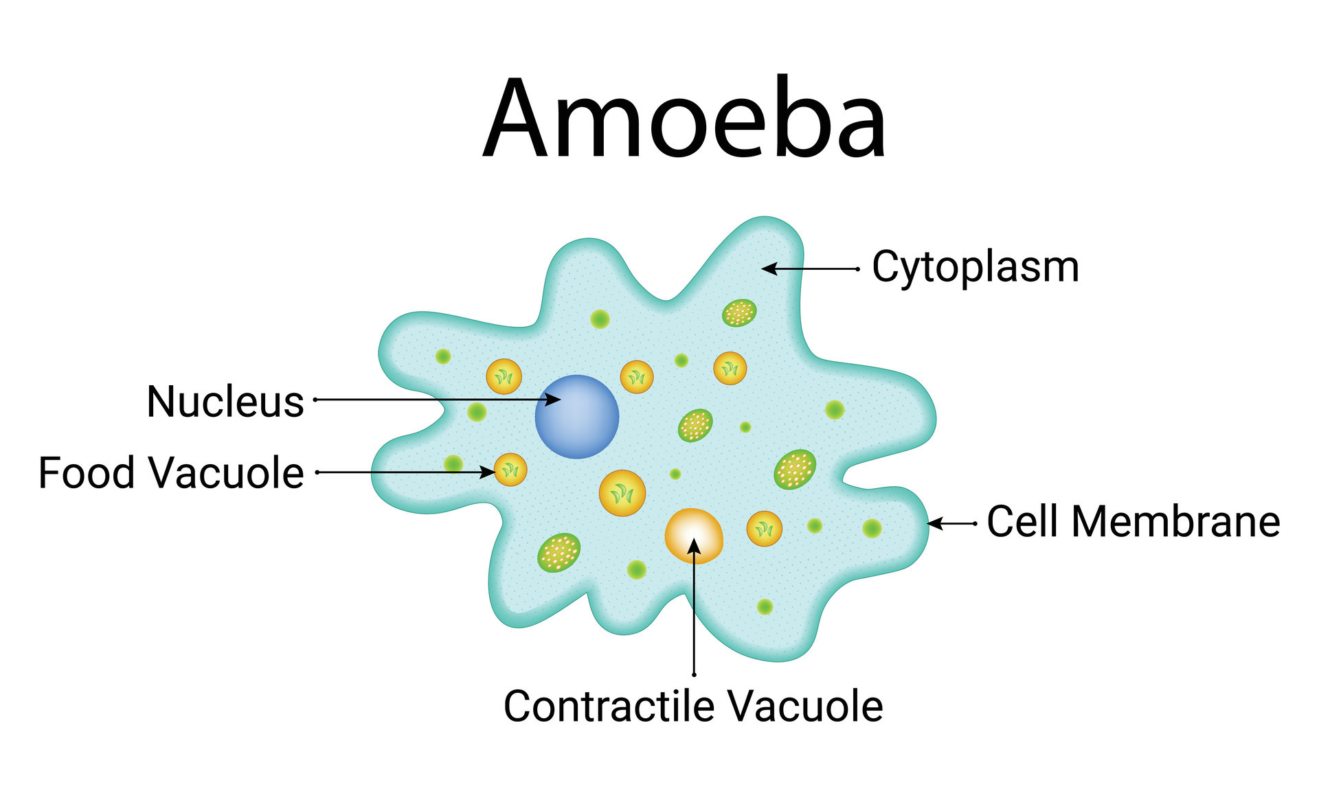 Amoeba Design Vector Illustration 29569014 Vector Art At Vecteezy amoeba-design-vector-illustration-29569014-vector-art-at-vecteezy