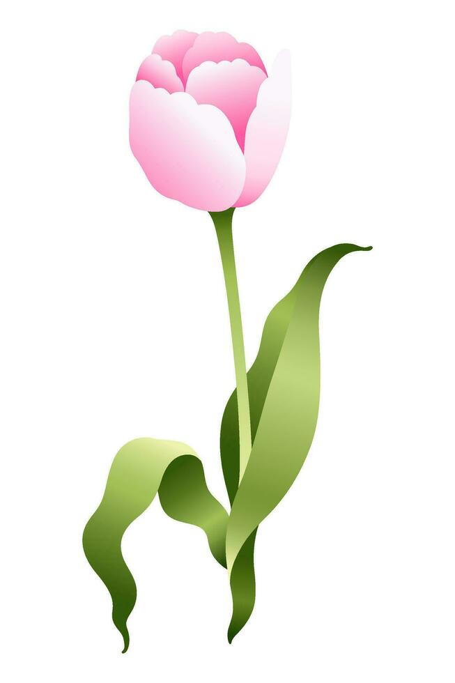 Modern floral tulip illustration. Modern gradient effect. Elegant botanical pink and green flower element. vector