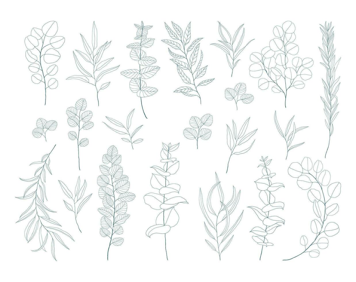 línea Arte eucalipto ramas y hojas colocar. exótico floral ilustración aislado en blanco antecedentes. mano dibujado floral clipart. botánico dibujos. vector