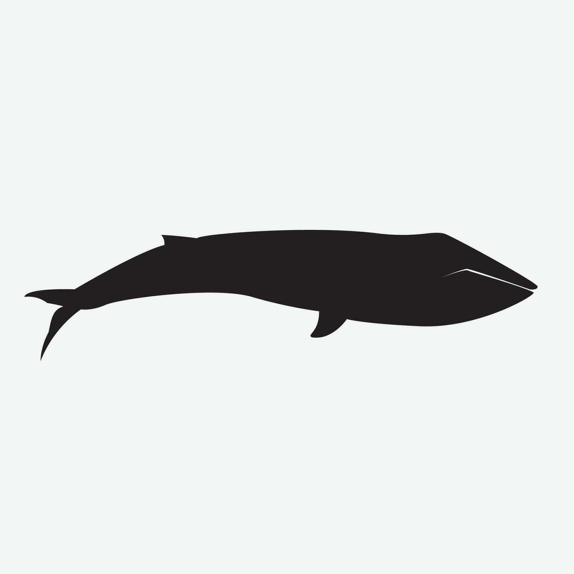 Blue whale vector png 29570966 Vector Art at Vecteezy