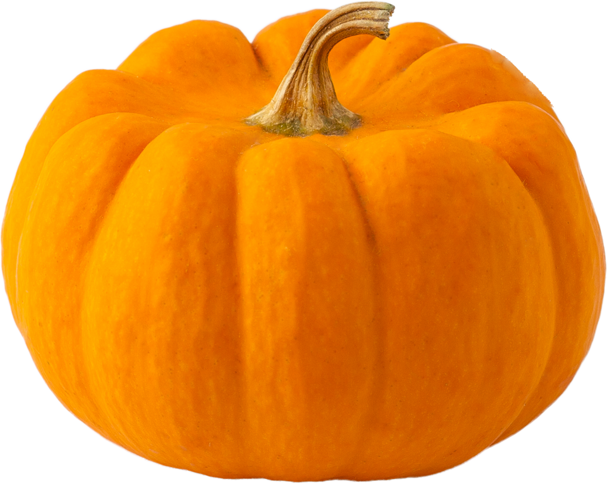isolated pumpkin fruit on transparent background. png