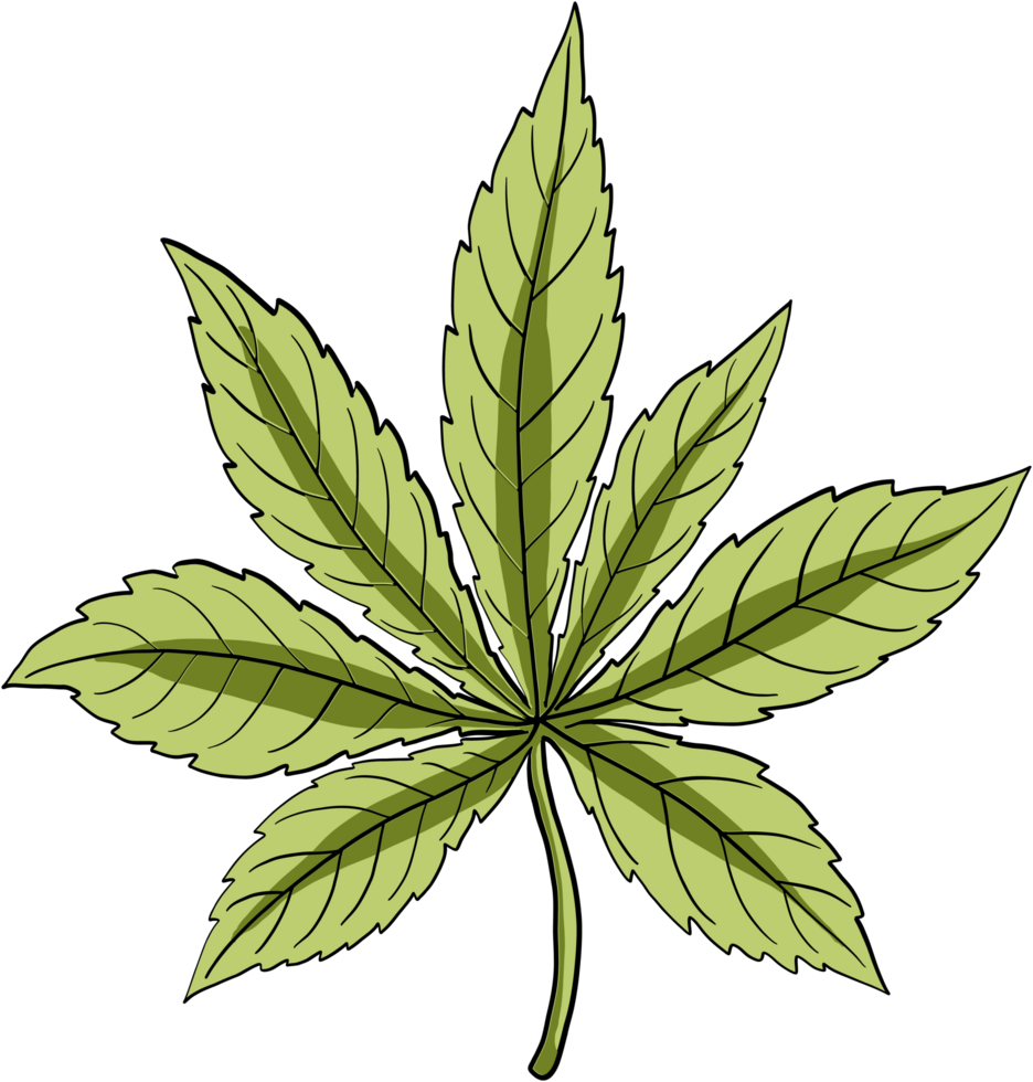 simplicidad hoja de cannabis dibujo a mano alzada png