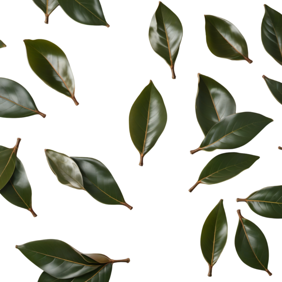 Broad Magnolia Leaf. AI Generative png