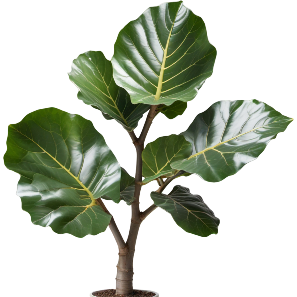 Glossy Fiddle Fig. AI Generative png