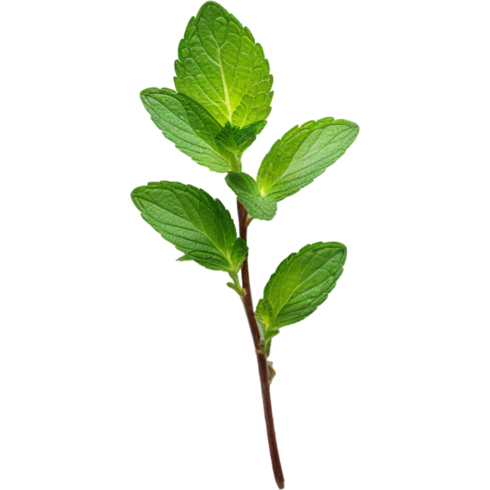 Fresh Mint Sprig. AI Generative png