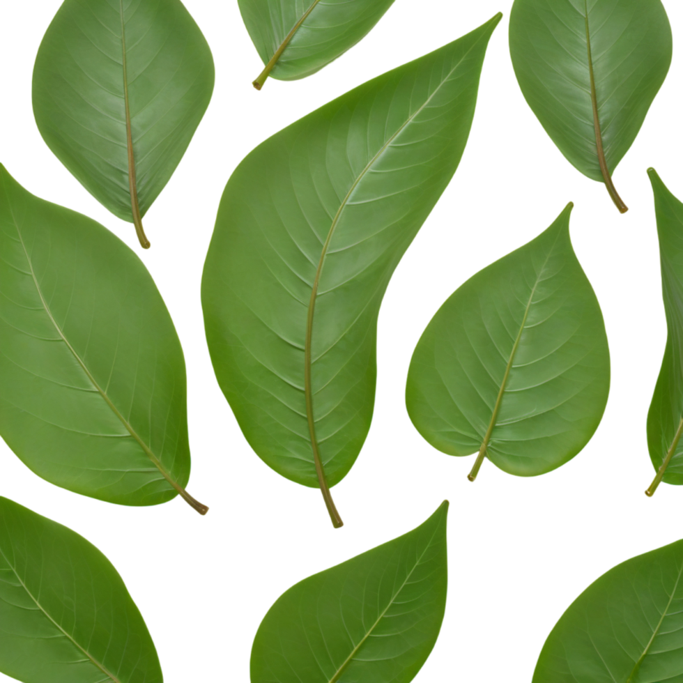 Shiny Seagrape Leaf. AI Generative png