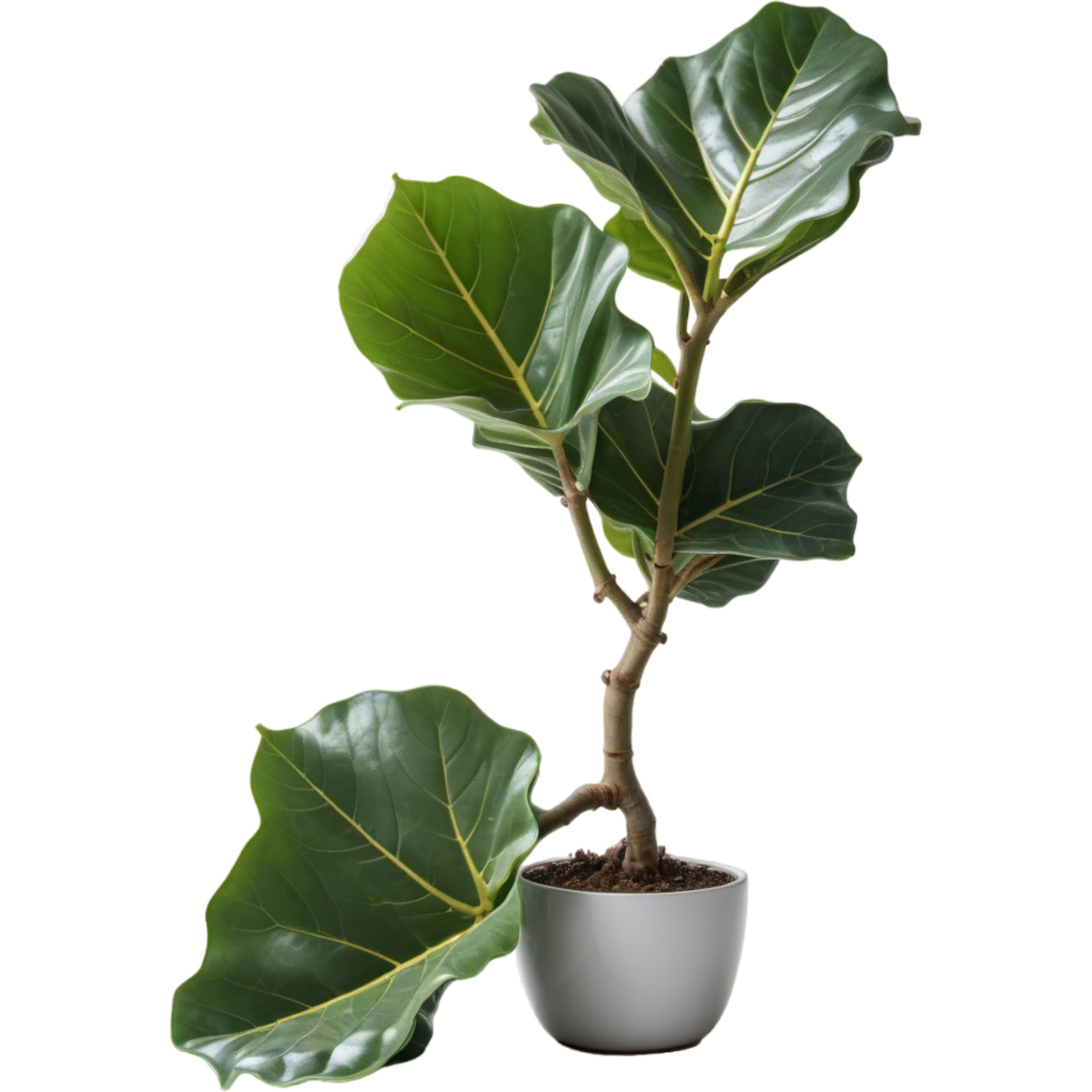 Glossy Fiddle Fig. AI Generative 29572234 PNG