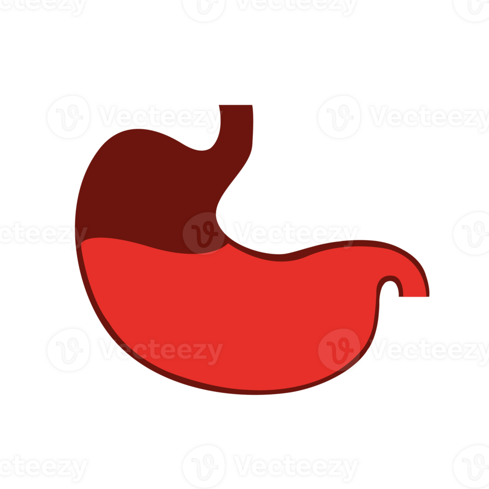 Human stomach icon. Digestive system anatomy. Human internal organs symbol. png