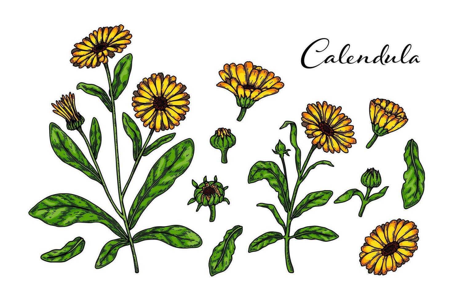 Set of hand drawn calendula flowering plants isolated on white background. Vector illustration in colored sketch style. Botanical design element