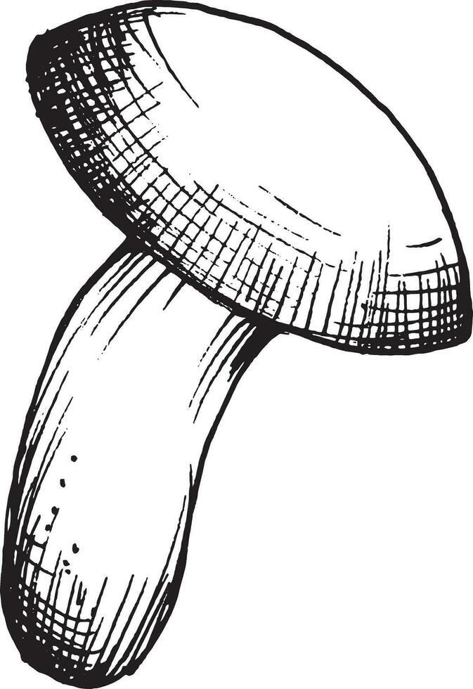 Vector drawing of black and white graphic mushroom, hand drawn forest mushroom