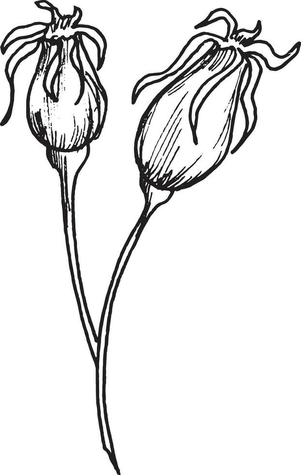 Vector drawing of black and white graphic rosehip, hand drawn rosehip, medicinal plant