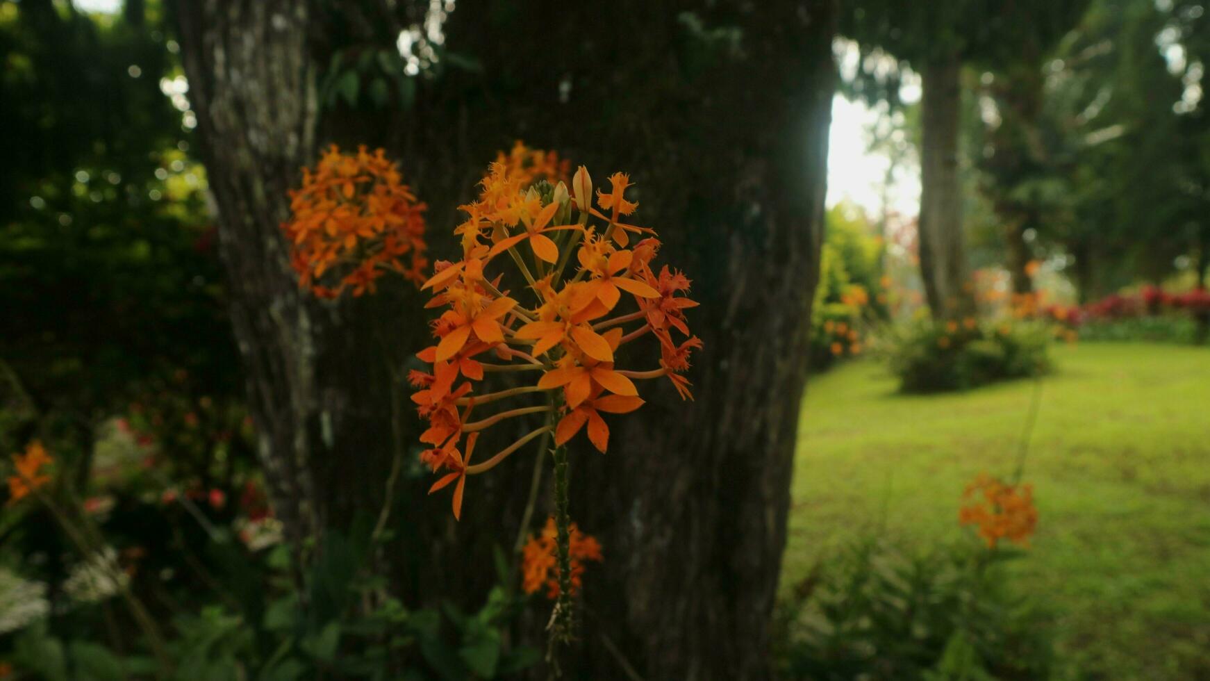 Saraca asoca, asoka plants, usually called Flame of the Wood photo