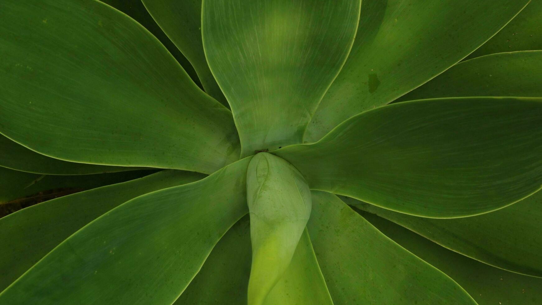 Top view green plant, greenery background photo