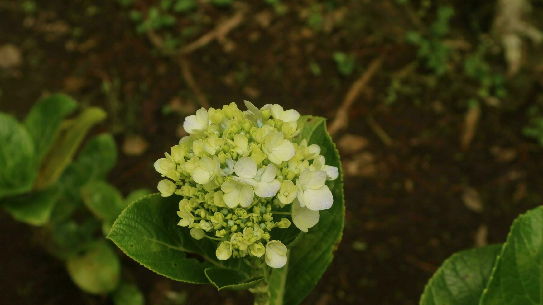 Mini green hydrangea, is great for any bride looking for that hard-to-find bright green flower. Its round shape makes it a great accent flower in bouquets photo