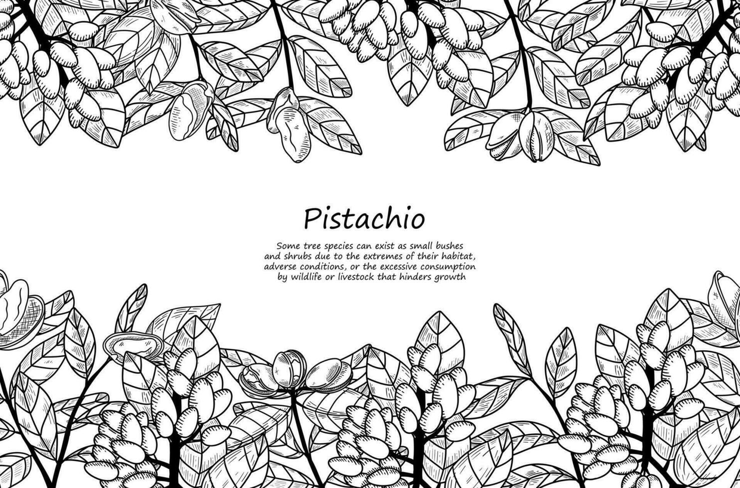 Rectangle botany pistachio frame. Vintage vector illustration in hand drawing sketch style. Healthy food ingredient for vegetarian diet. Retro autumn decoration with leaves, nuts, branches