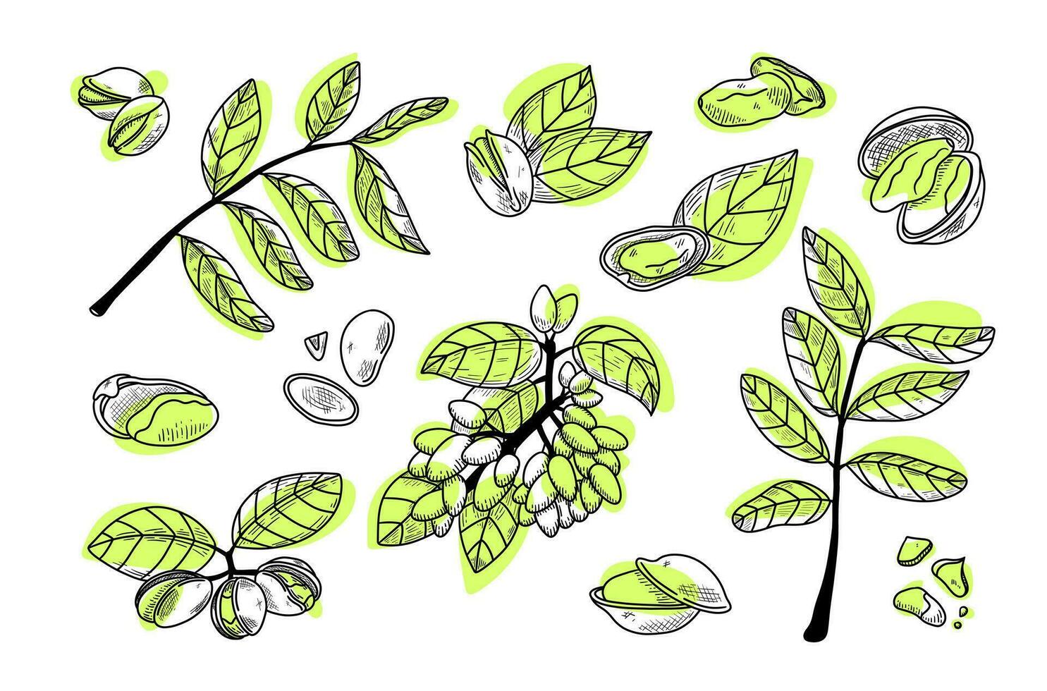 Line pistachios set with dots. Vector illustration in hand drawing style. Healthy food ingredient for vegetarian diet. Botany collection of nut, nutshell, leaves, peel, branches, seed. Gourmet snack