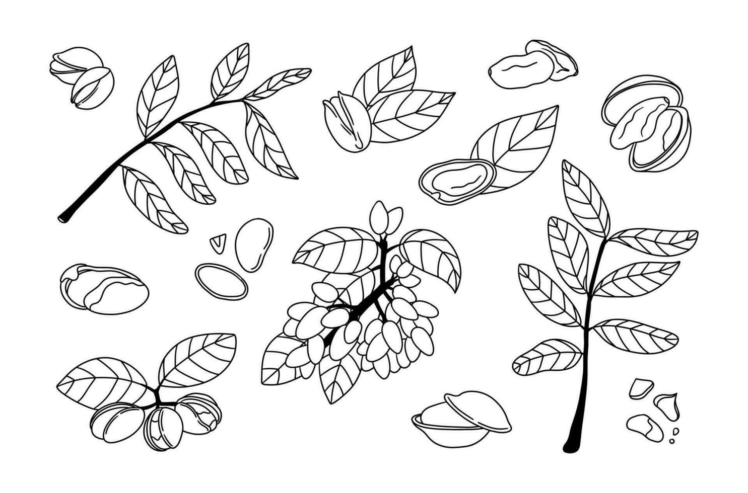 Silhouette pistachios set. Vector illustration hand drawing sketch style. Healthy food ingredient for vegetarian diet. Botany collection of nut, nutshell, leaves, peel, branches, seed. Gourmet snack