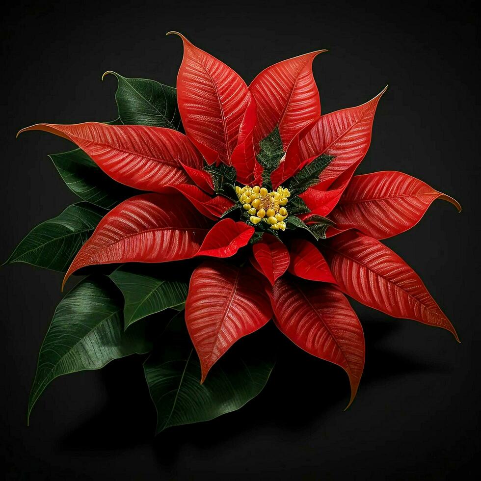 A beautiful poinsettia flower on black background, top view, Ai Generative photo