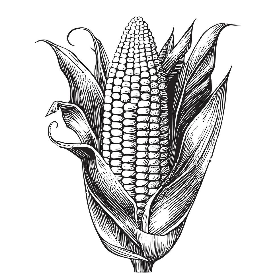 Corn sketch hand drawn in doodle style Vector illustration