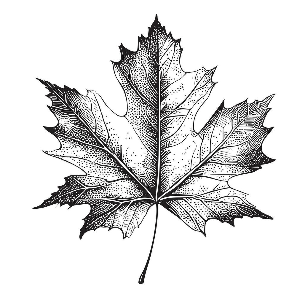 Maple leaf hand drawn sketch Vector illustration in doodle style