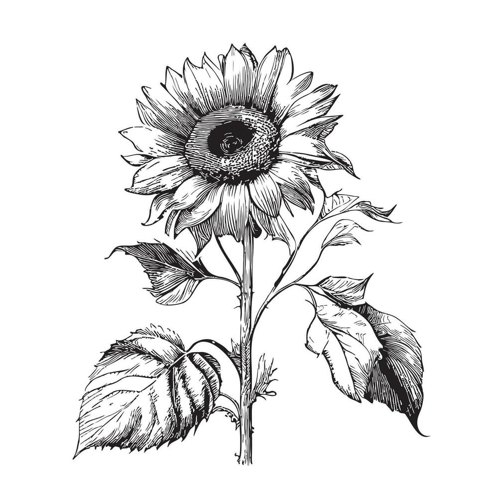 Sunflower sketch hand drawn in doodle style Vector illustration