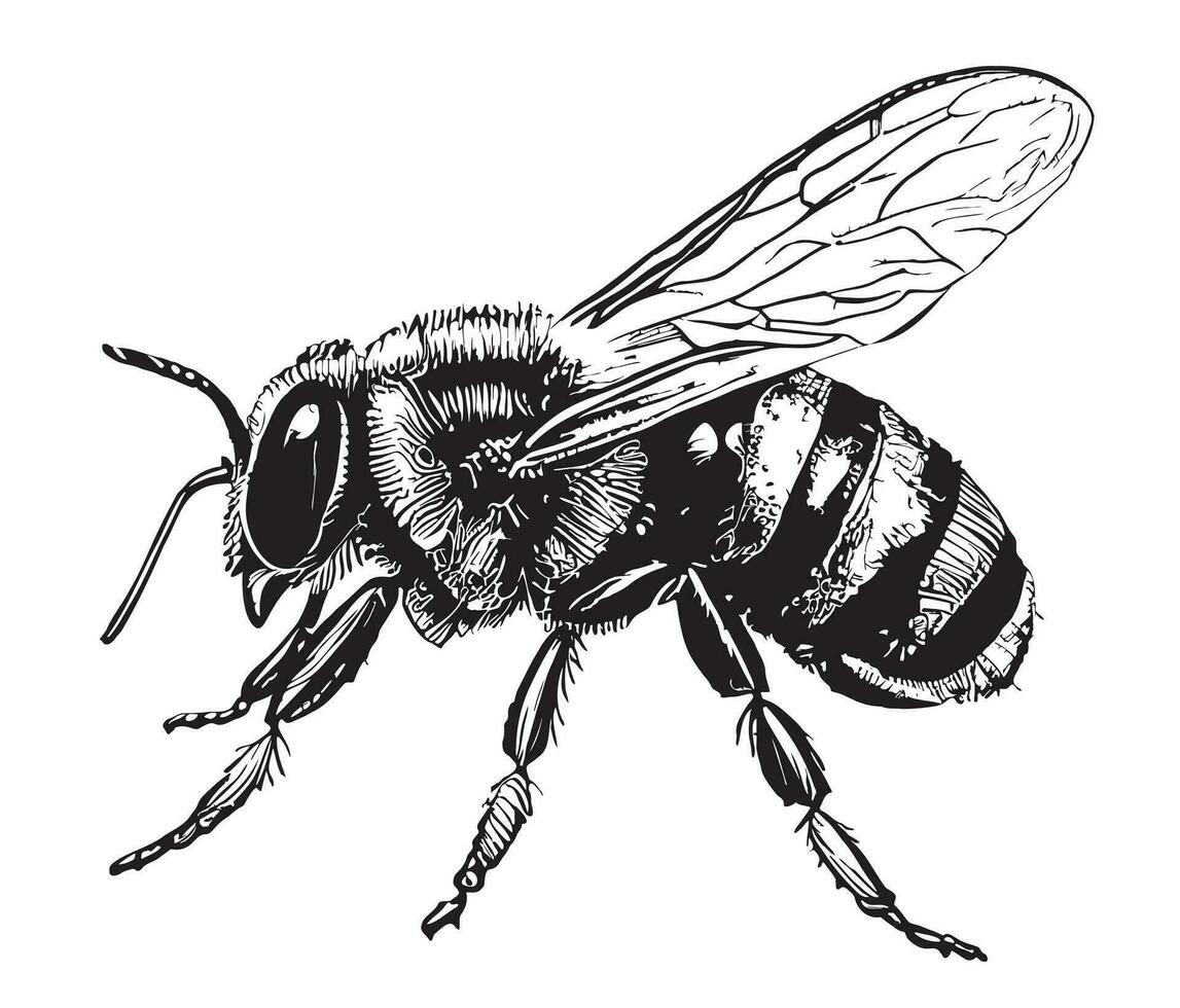 Bee side view hand drawn sketch insects vector illustration