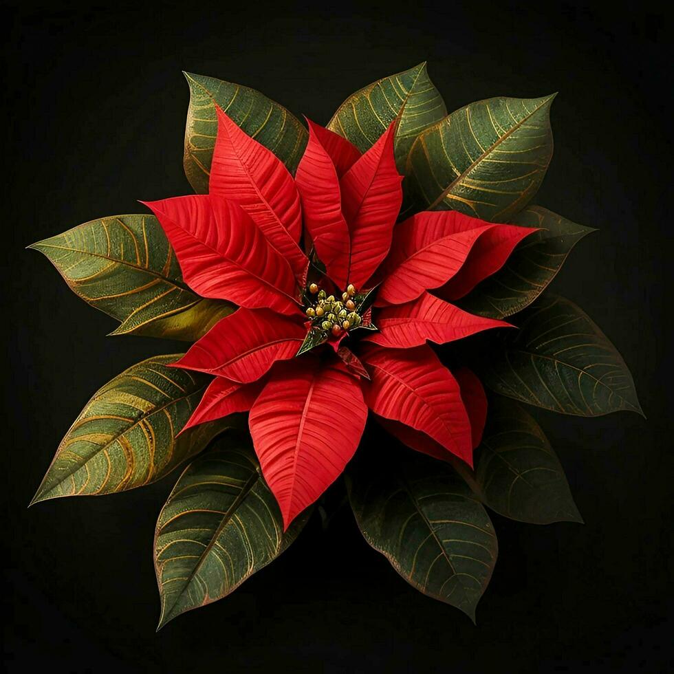 A beautiful poinsettia flower on black background, top view, Ai Generative photo