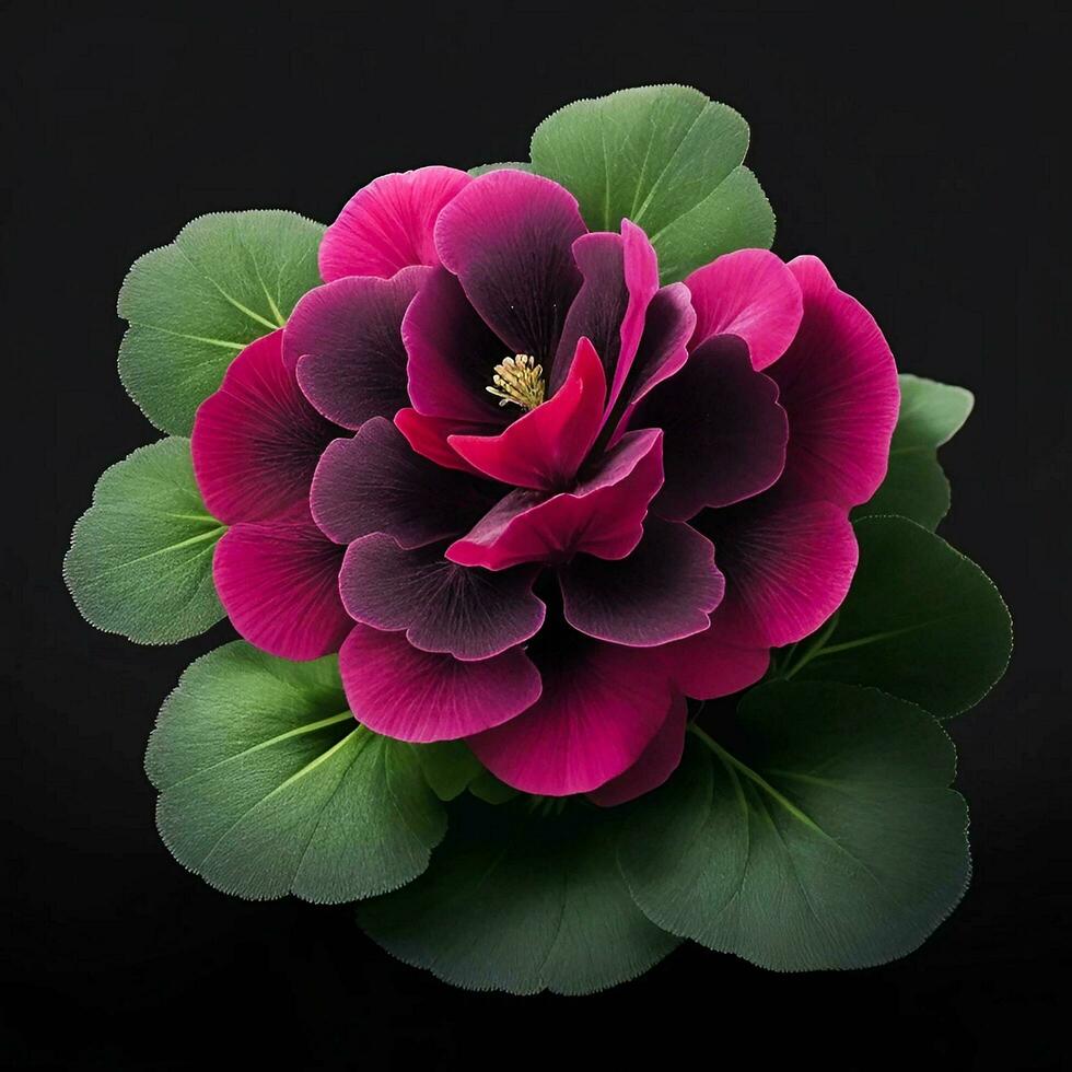 A beautiful geranium flower on black background, top view, Ai Generative photo