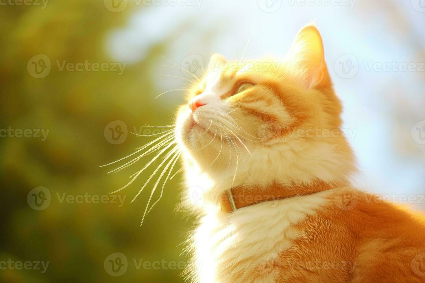 Close-up of cute cat gazing at something with beautiful bokeh background, Generative AI illustration photo