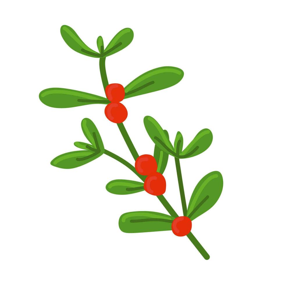 Mistletoe Branch With red berries. Vector Flat illustration isolated on white. Traditional Christmas and Winter Holidays design art. Floral element for Decoration, Greeting Postcard, Invitation.