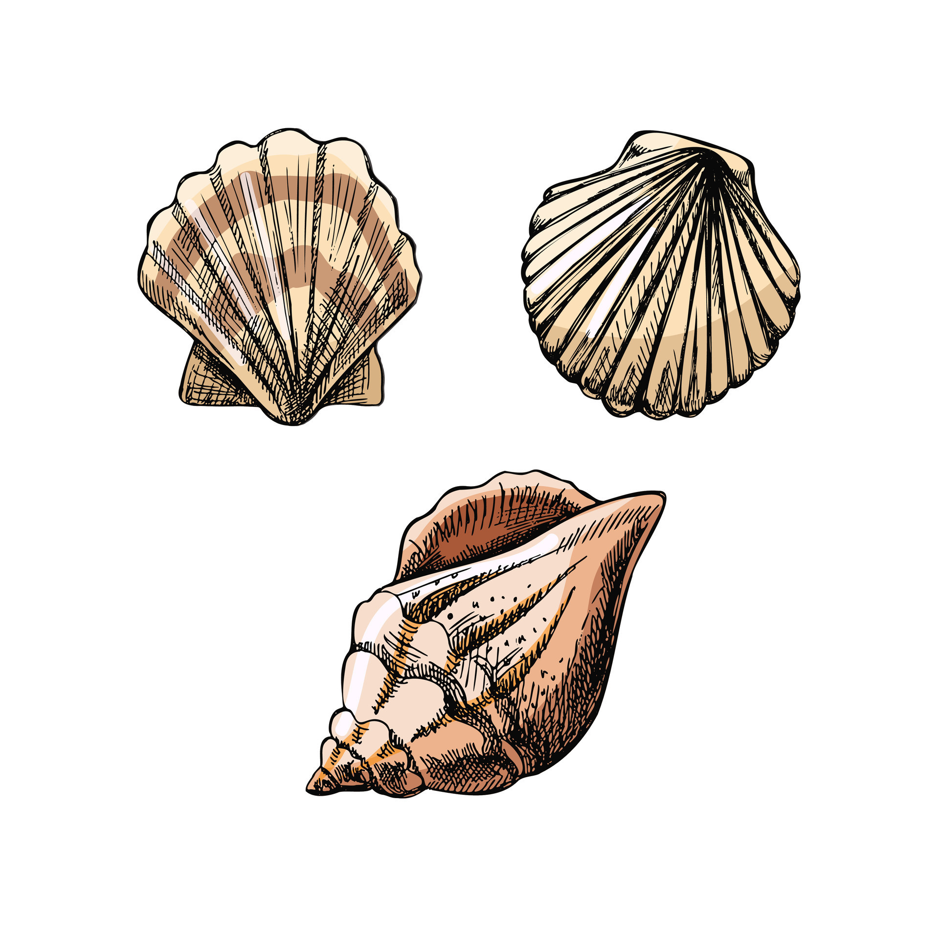Seashells, scallop seashell color vector set. Hand drawn sketch