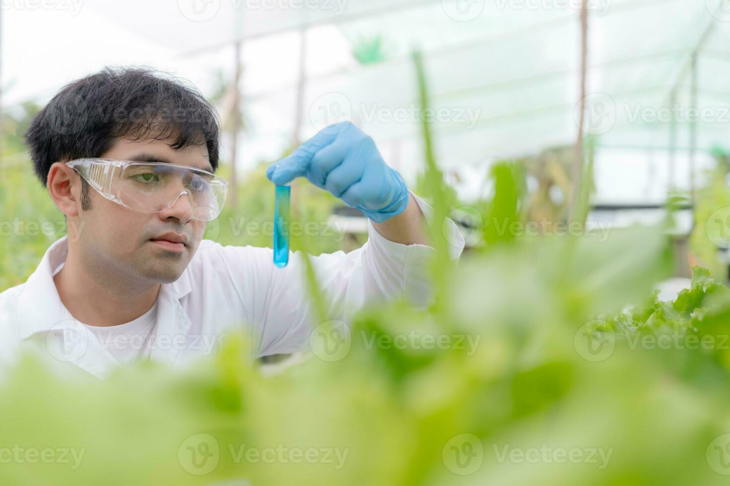 Scientist check chemical food residues on outdoor. Control experts inspect quality of fruits, vegetables. lab, hazards, ROHs, find prohibited substances, contaminate, Microscope, Microbiologist photo