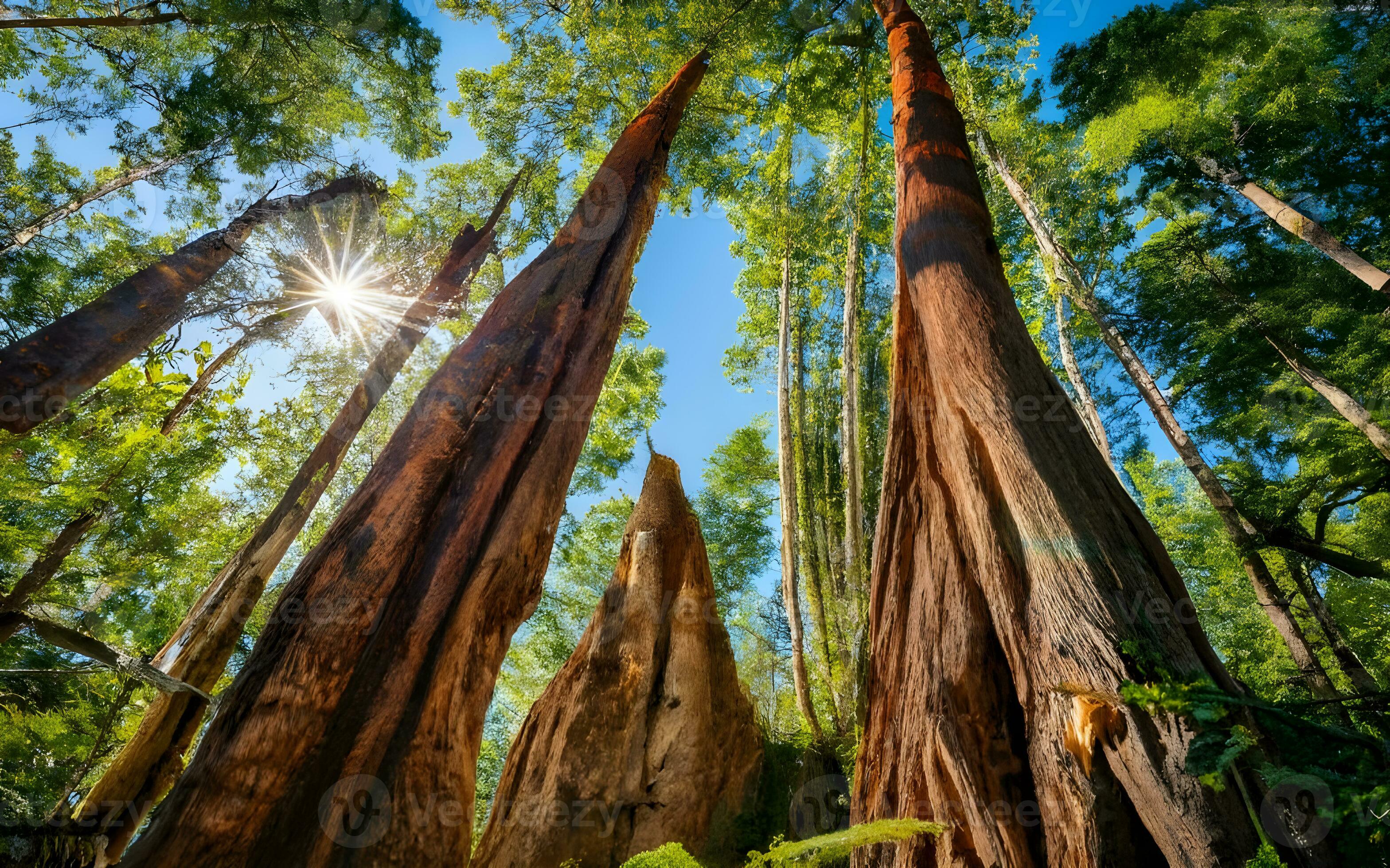 Arboreal Tapestry, A Macro Journey Through the Intricate Textures of 